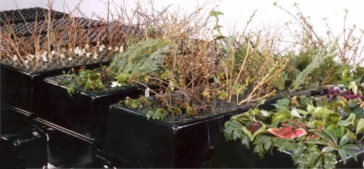 Aeroponic chambers are expandable