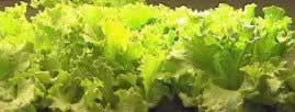 High volume production of vegetables, flowers, indoor/outdoor plants, trees and more