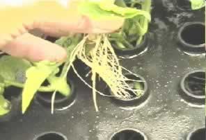 Air root tomatoes and other crops in days and even transplant them into soil..