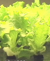 Ultra-clean aeroponic ennvironment produces bountiful hi-density yields