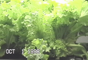 Day 25: Edible lettuce