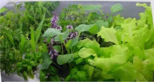 Basil